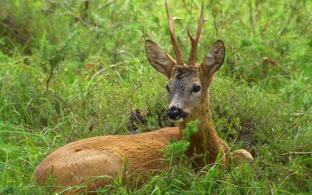 20130522-Capriolo-maschio